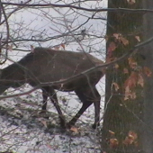 8.toráčik