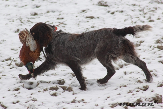prepeličiare  Chilli  Any-Bon