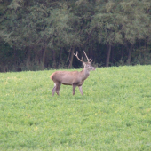 Jelienčok