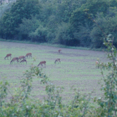 Cestou do kukurice
