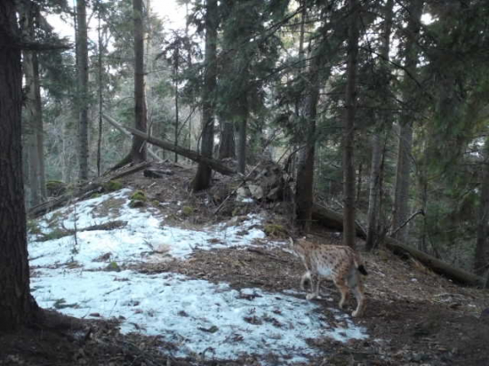 Rys pri značkovaní
