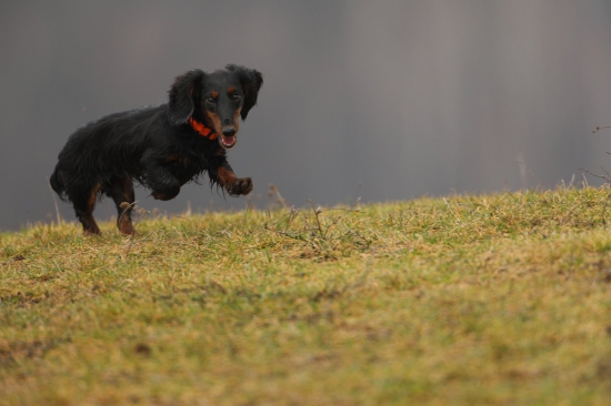 Jazvecik dlhosrsty standardny, Kaya vom Drachenberg