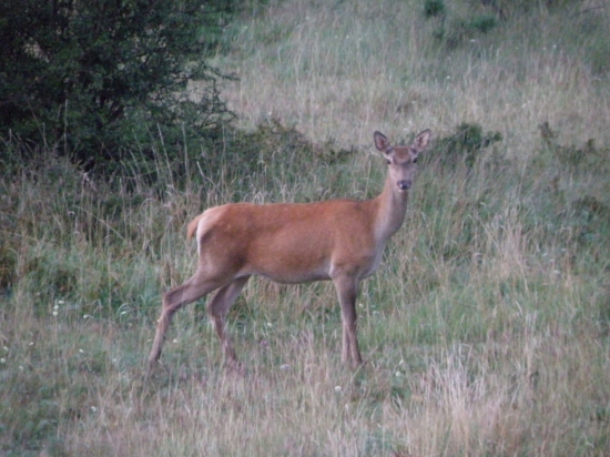 Jedného pekného rána