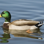 Kačica divá (Anas platyrhynchos)