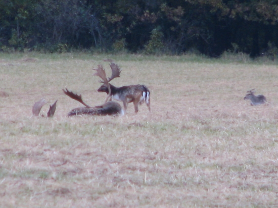 Pemapo-Dančia ruja 2