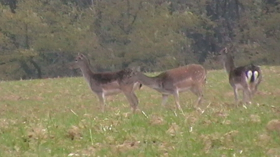Danielia ruja-súboj