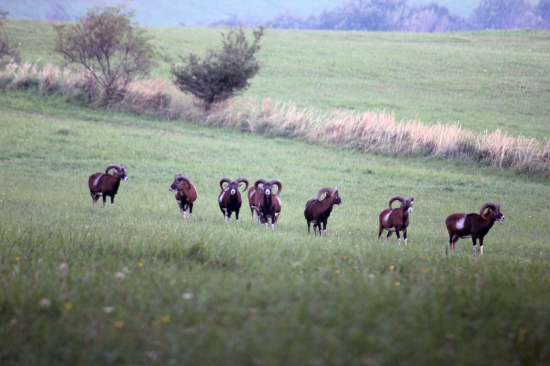 Muflonia - 7 trpaslikov a snehulienka Full HD 1080p