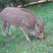 zápasník