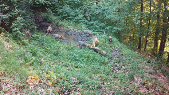 zo života vlčej svorky