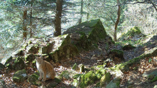 ZO ŽIVOTA RYSÍCH SÚRODENCOV