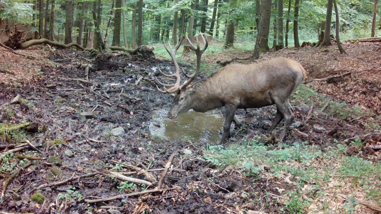 Život v lese (59 týždňov)