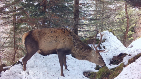 ZIMA V DIVOČINE | WINTER IN THE WILDERNESS