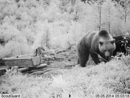 Medveď pod rebríkom