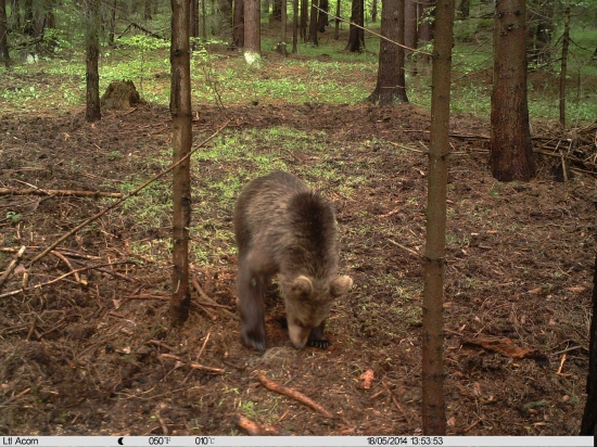 Medvedík na kŕmení
