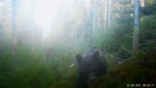 mamina s bambuľkami/ursus arctos eurasian ♀