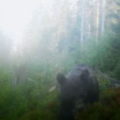 mamina s bambuľkami/ursus arctos eurasian ♀