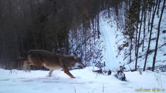 vlk beží rúbaňou/canis lupus eurasian