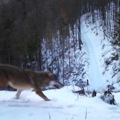 vlk beží rúbaňou/canis lupus eurasian