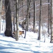 vlky/canis lupus