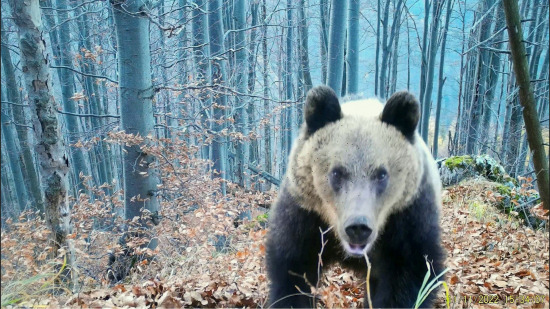 medvedička/ursus arctos arctos ♀