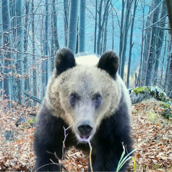 medvedička/ursus arctos arctos ♀