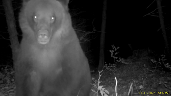 ursus arctos arctos ♀