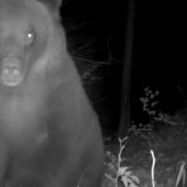 ursus arctos arctos ♀