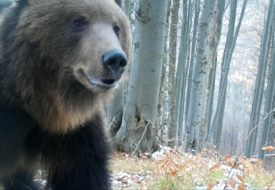 medvedica/ursus arctos arctos