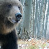 medvedica/ursus arctos arctos