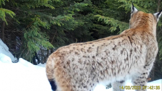 eurasian lynx