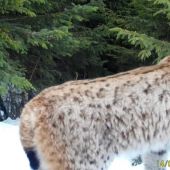 eurasian lynx