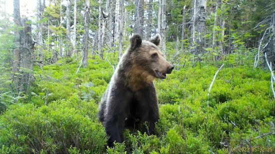 sadol si na čučoriedky/ ursus arctos arctos