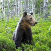 sadol si na čučoriedky/ ursus arctos arctos