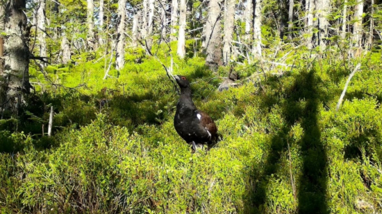 tetrao urogallus ♂