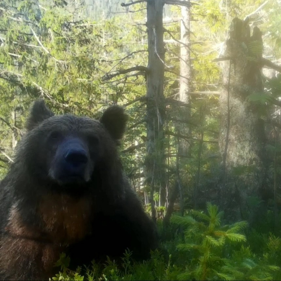 samec maco/ursus arctos arctos ♂