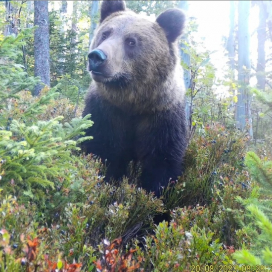 čučoriedkáč/ursus arctos arctos ♀ /brown bear