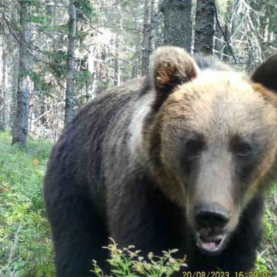 horúco je medvedici/ ursus arctos arctos ♀ /brown bear