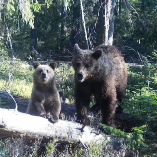 mama s trojičkami, ursus arctos arctos ♀