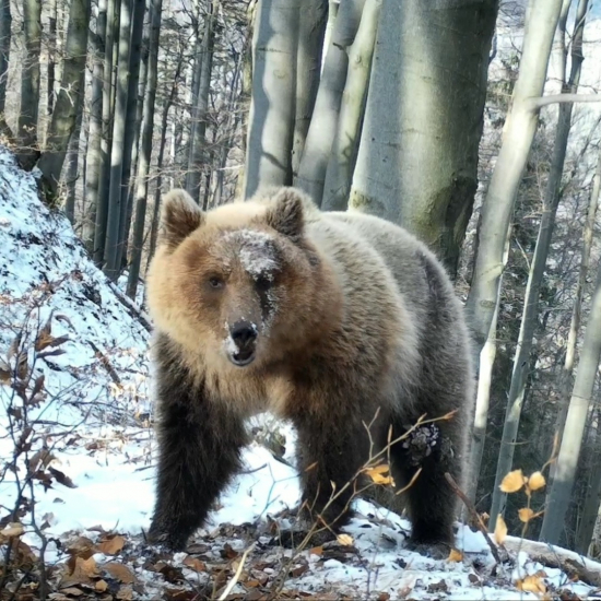 medvedice v jeseni/ursus arctos arctos♀/autumn brown bears