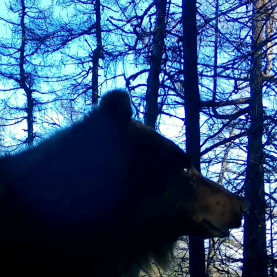 medvedica si odhryzla z fotopasce/ursus arctos arctos ♀