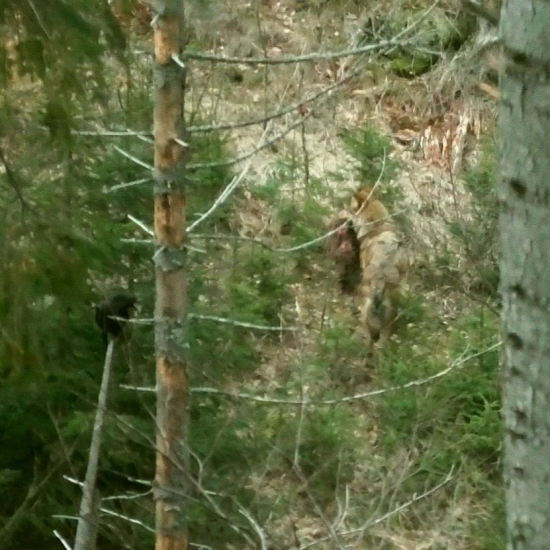 vlk s hlavou jelenčaťa/canis lupus & aquila chrysaetos