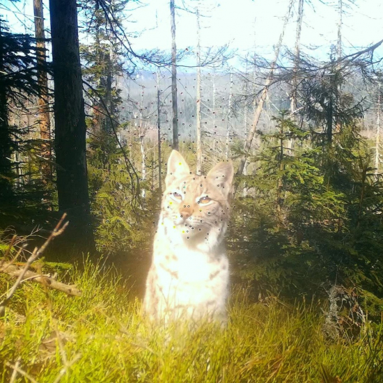 rysy, súrodenci/eurasian lynx