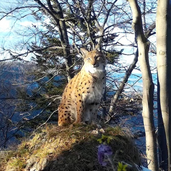 rysy, súrodenci/eurasian lynx