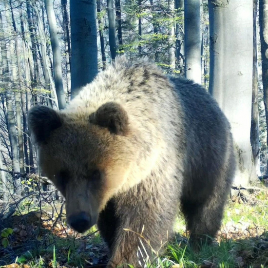 párenie medveďov/ursus arctos arctos ♀+♂