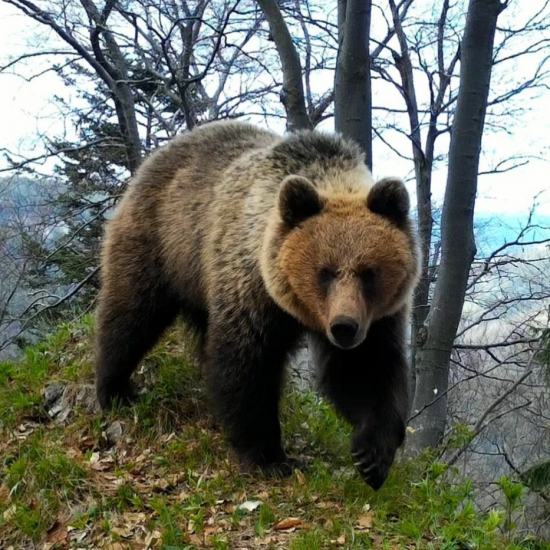jarné medvede/ursus arctos arctos & felis silvestris ♂+♀