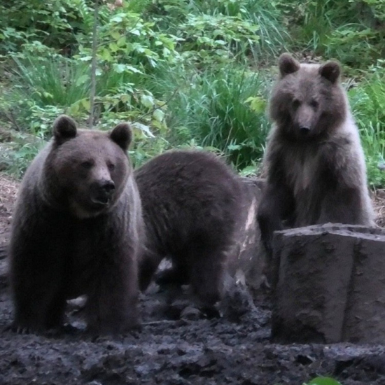medvedica a jej trojičky, ursus arctos arctos ♀