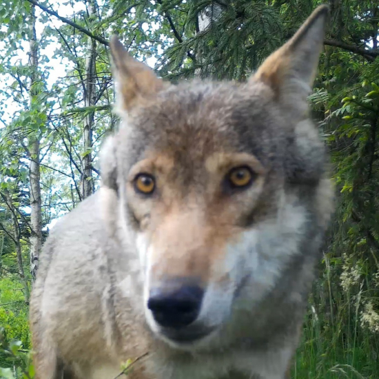 canis lupus/vlk/gray wolf