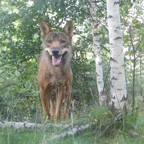 vlk na stope medveďa/ canis lupus & ursus arctos eurasian