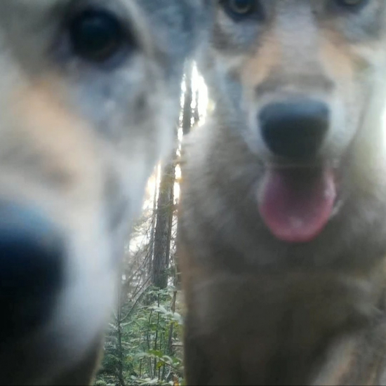 canis lupus/vĺčatá/młode wilki/young wolves