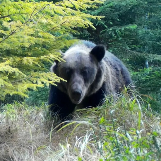 maco samec/ursus arctos arctos ♂